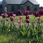 Lavender Lane Country , Furbo * Galway