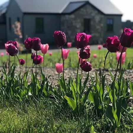 Lavender Lane Country , Furbo * 戈尔韦