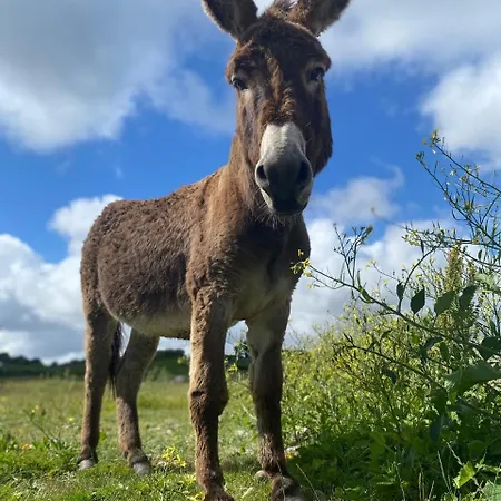 Lavender Lane Country , Furbo 戈尔韦
