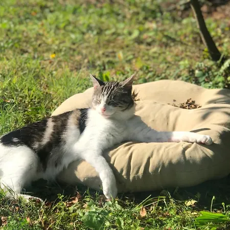 Lavender Lane Country , Furbo Apartman