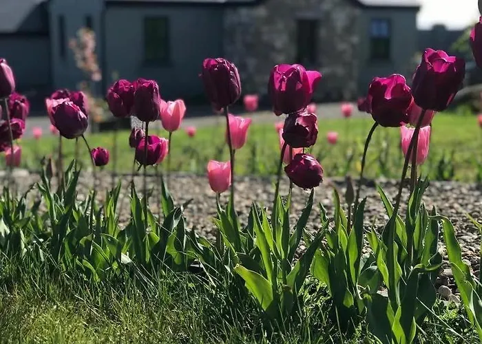 Lavender Lane Country , Furbo * Galway