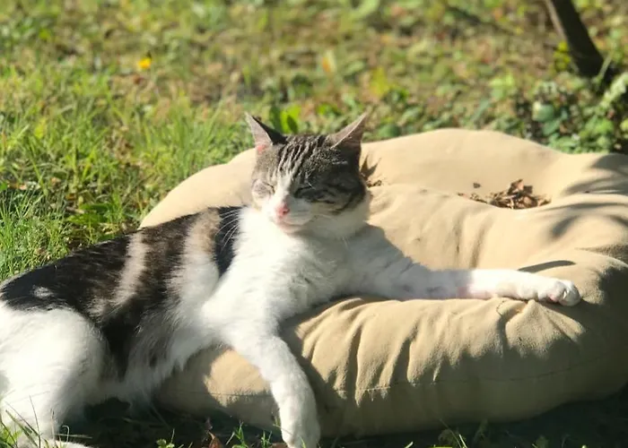 Lavender Lane Country , Furbo Lejlighed