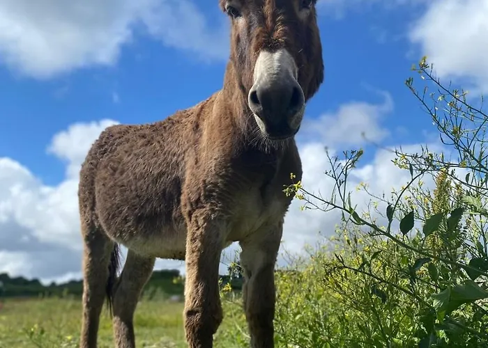 Lavender Lane Country , Furbo Galway